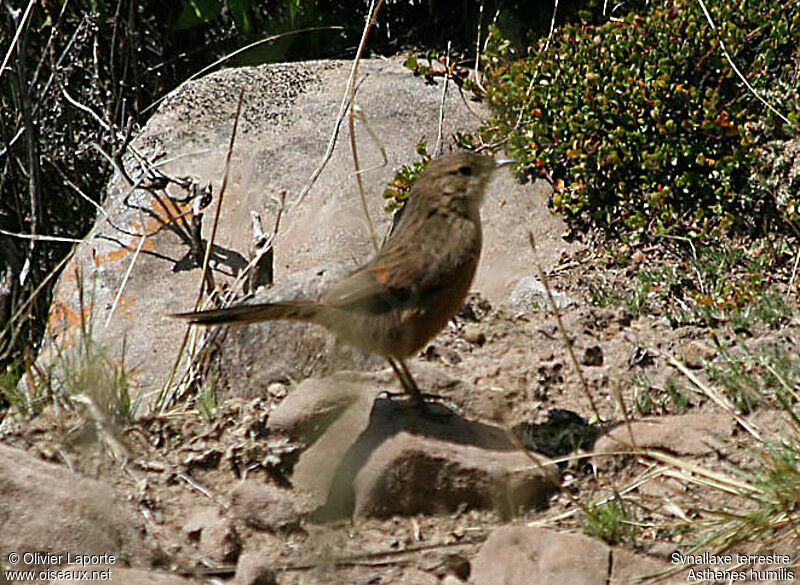 Streak-throated Canasteroadult