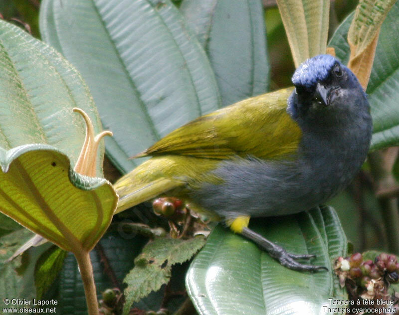 Tangara à tête bleue