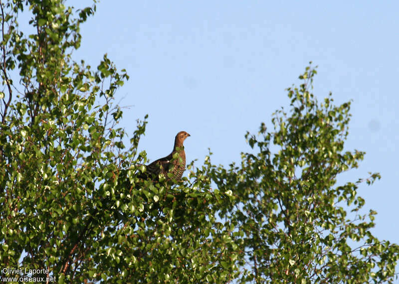 Tétras lyre femelle adulte, habitat