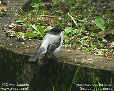 Tyranneau des torrentsadulte