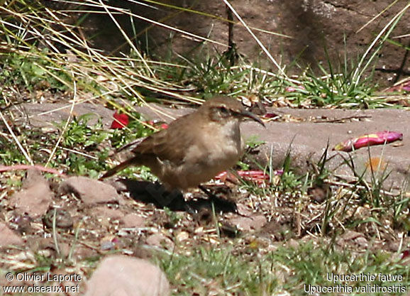 Buff-breasted Earthcreeperadult