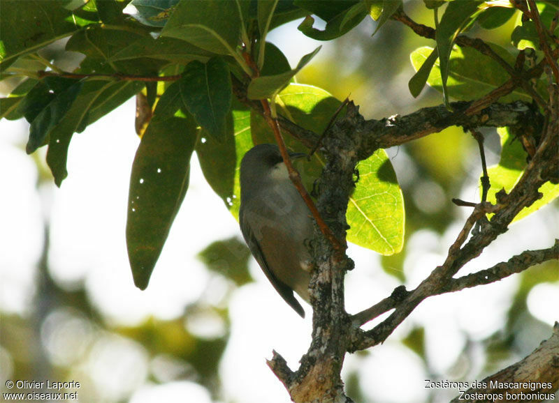 Reunion Grey White-eye