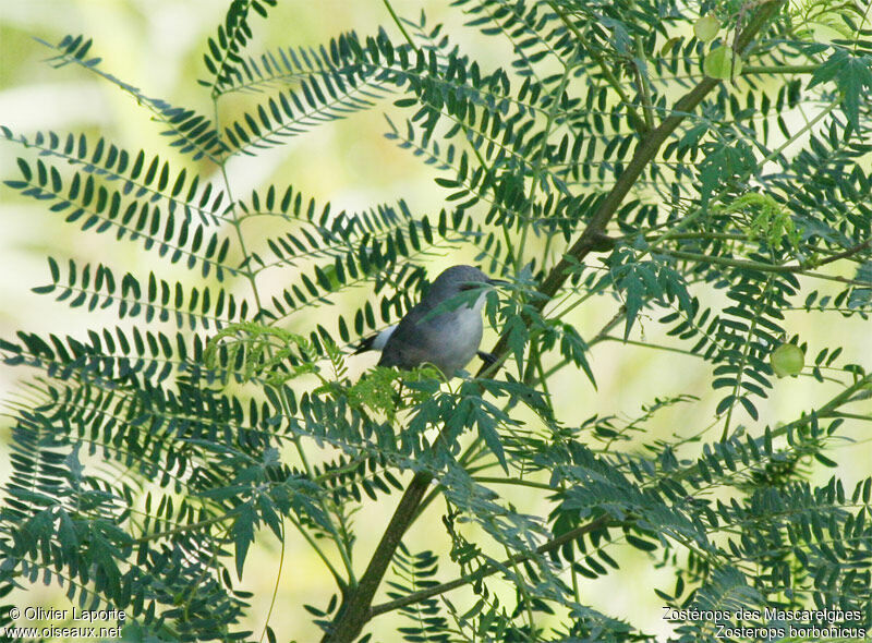 Zostérops des Mascareignes