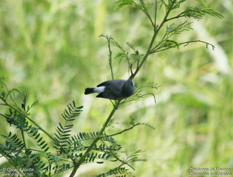 Zostérops gris