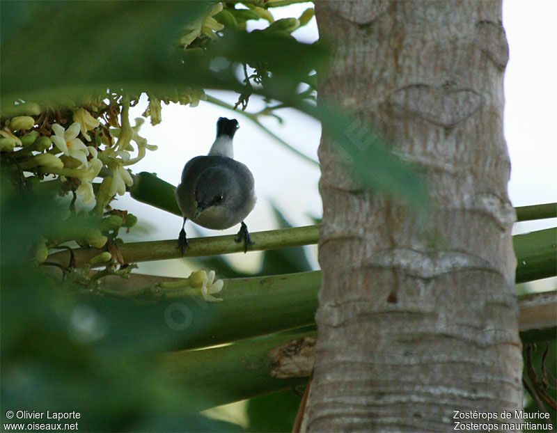 Zostérops gris