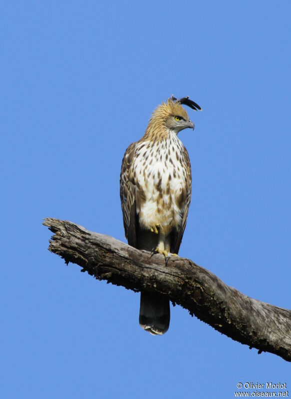 Changeable Hawk-Eagle