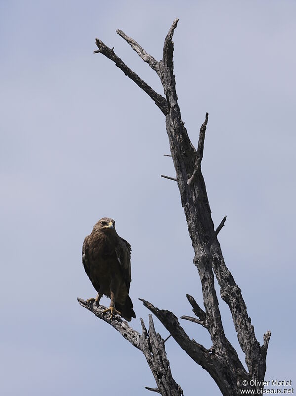 Aigle pomarin