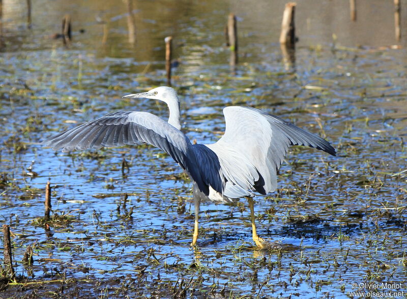 White-faced Heron