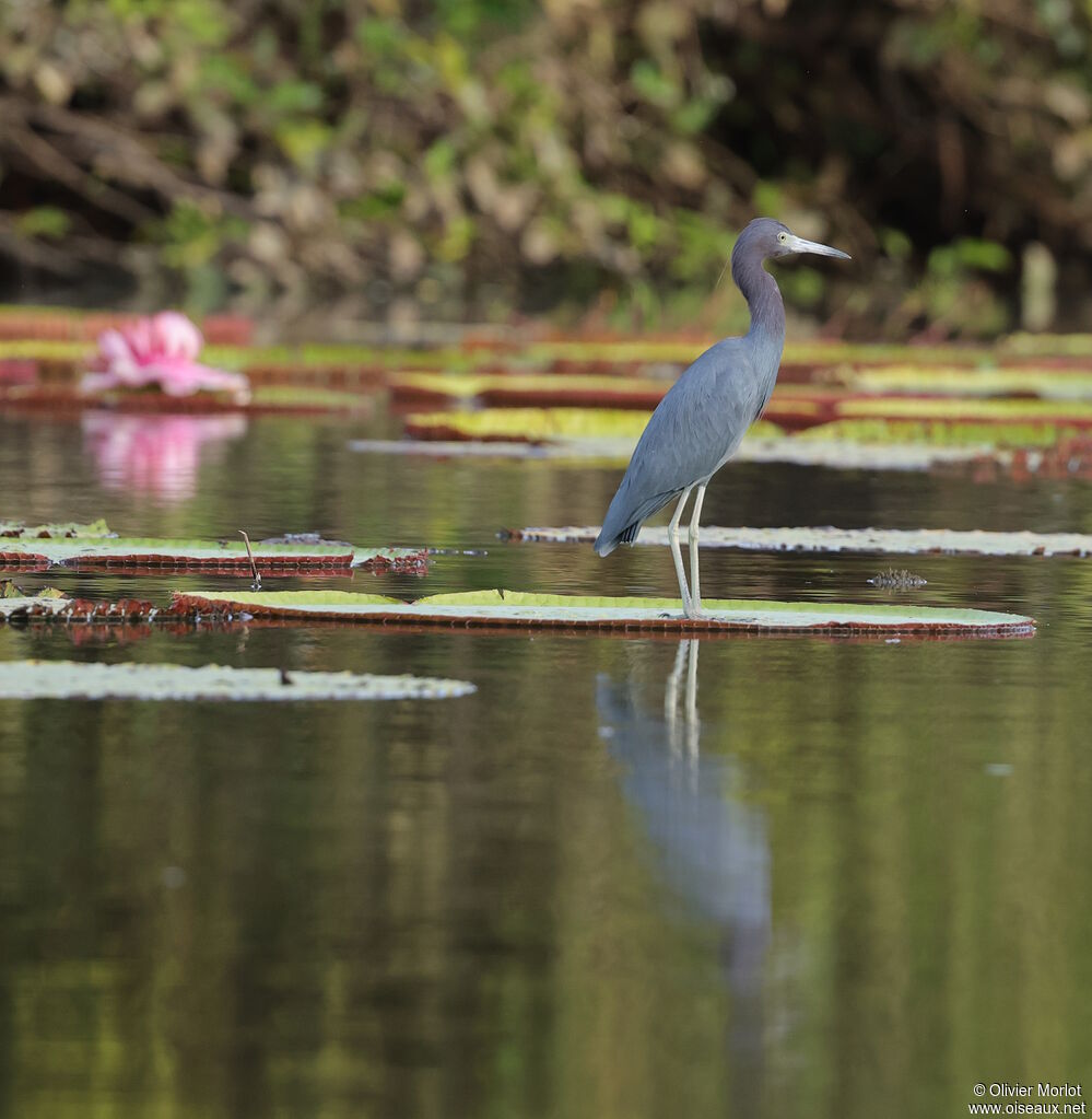 Aigrette bleue