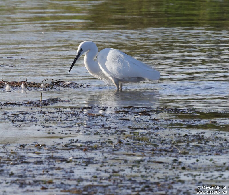 Aigrette garzette