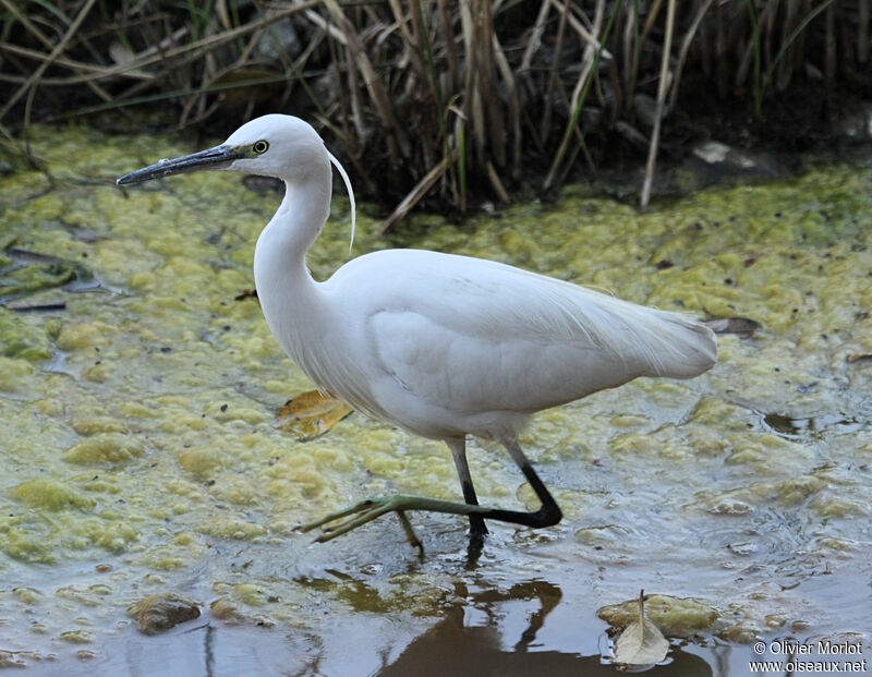 Aigrette garzette