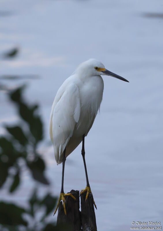 Aigrette neigeuse