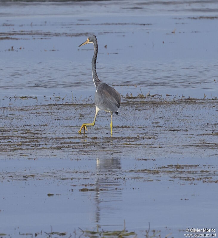 Aigrette tricolore