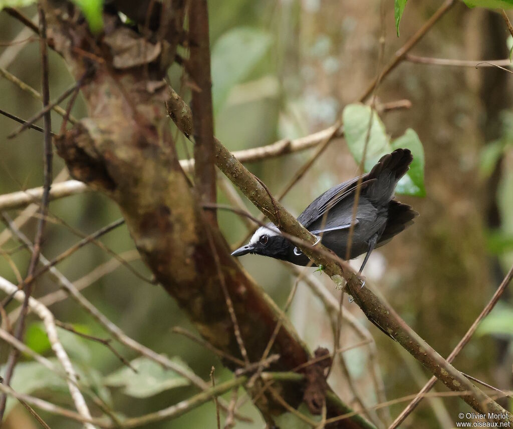 Alapi à sourcils blancs