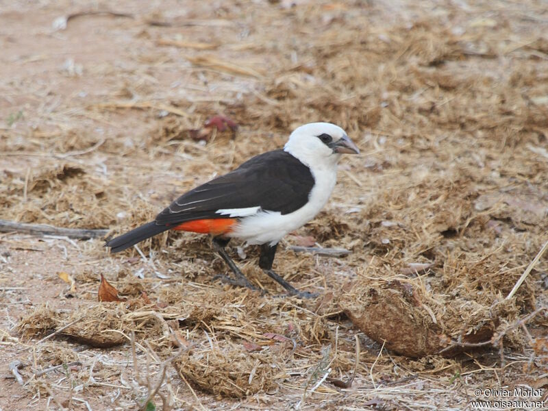 White-headed Buffalo Weaver