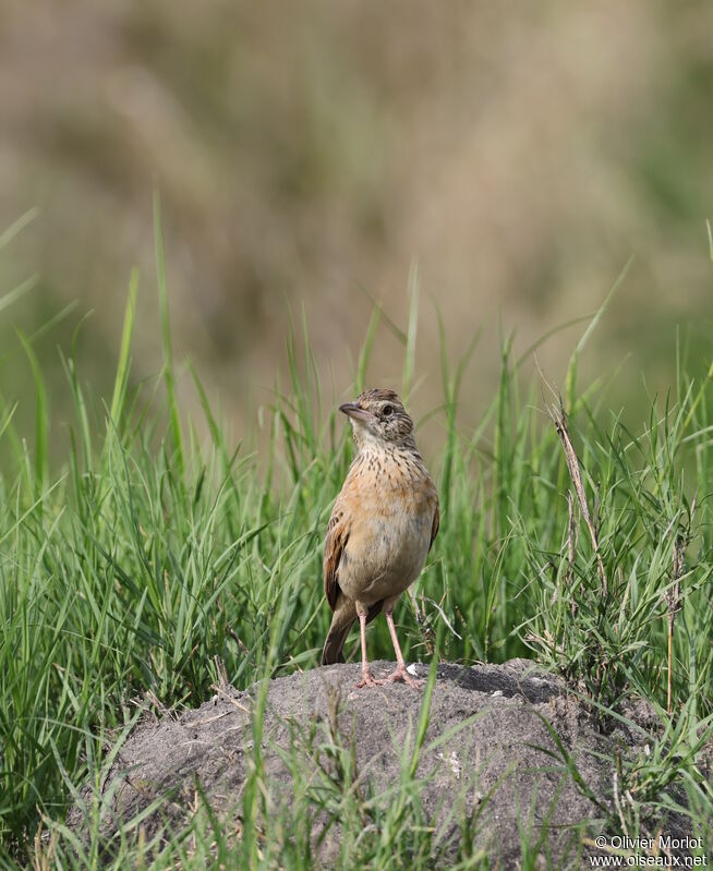 Rufous-naped Lark