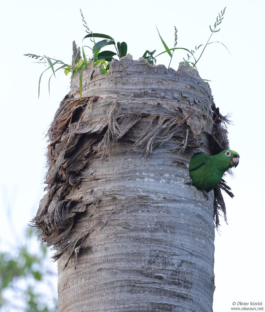 Amazone à front jaune