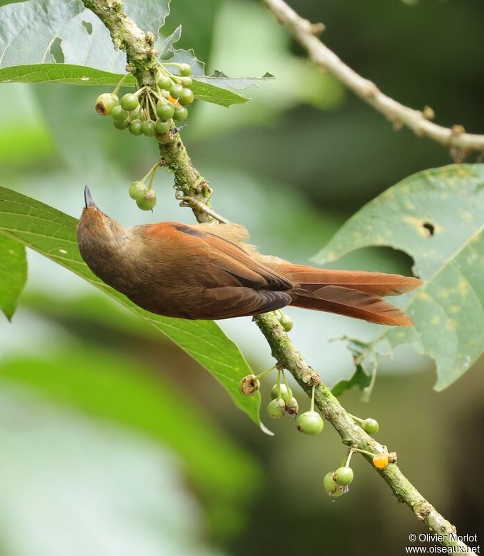 Buff-fronted Foliage-gleaner