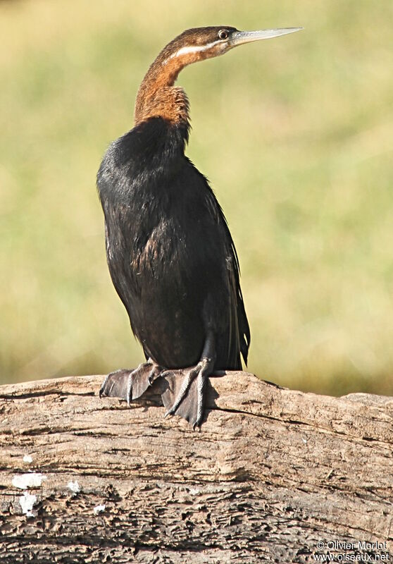 Anhinga d'Afrique