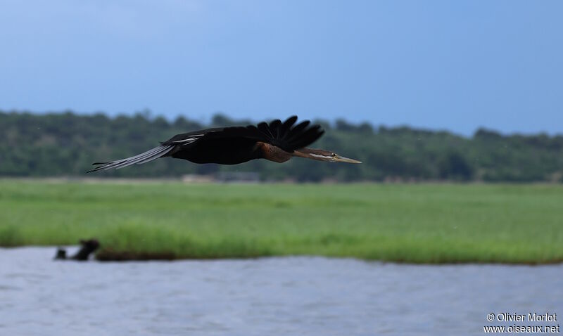 Anhinga d'Afrique