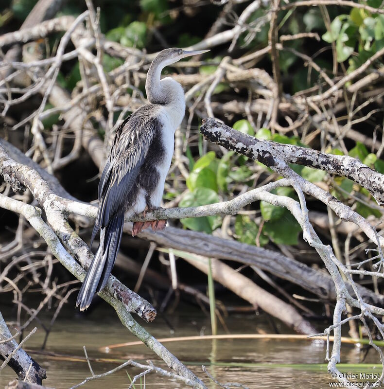 Anhinga d'Afriqueimmature