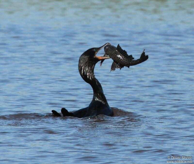 Anhinga