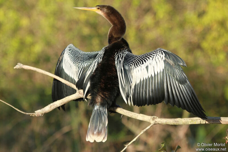 Anhinga female