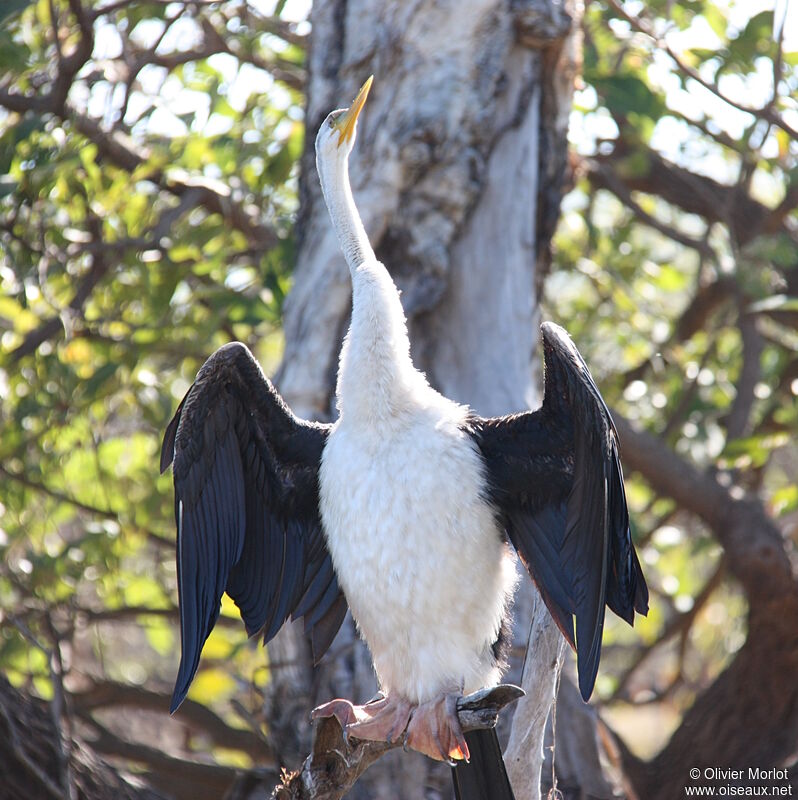 Australasian Darter female