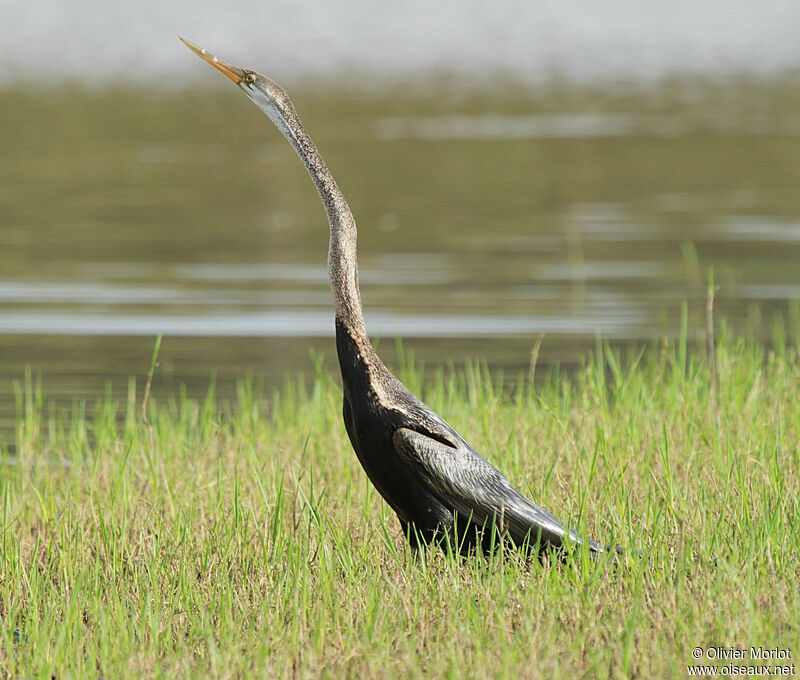 Anhinga roux