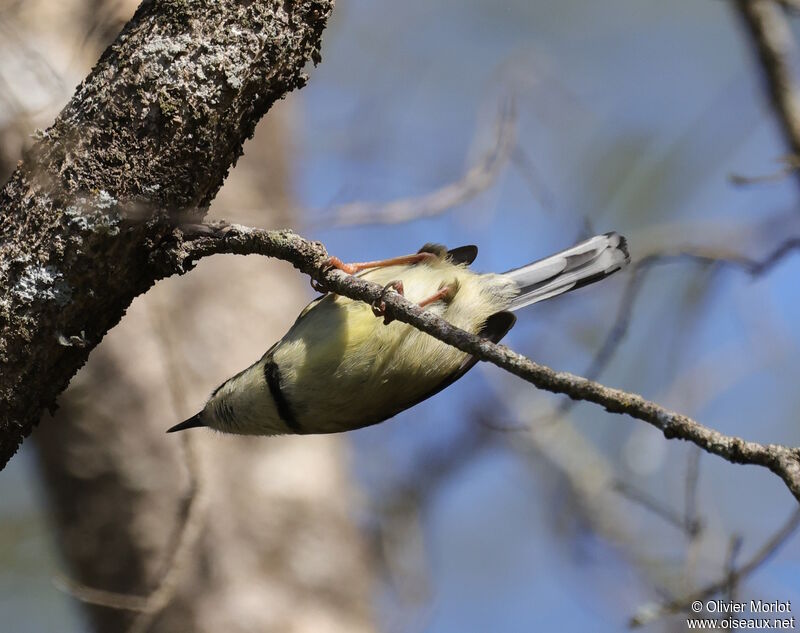 Apalis à collier