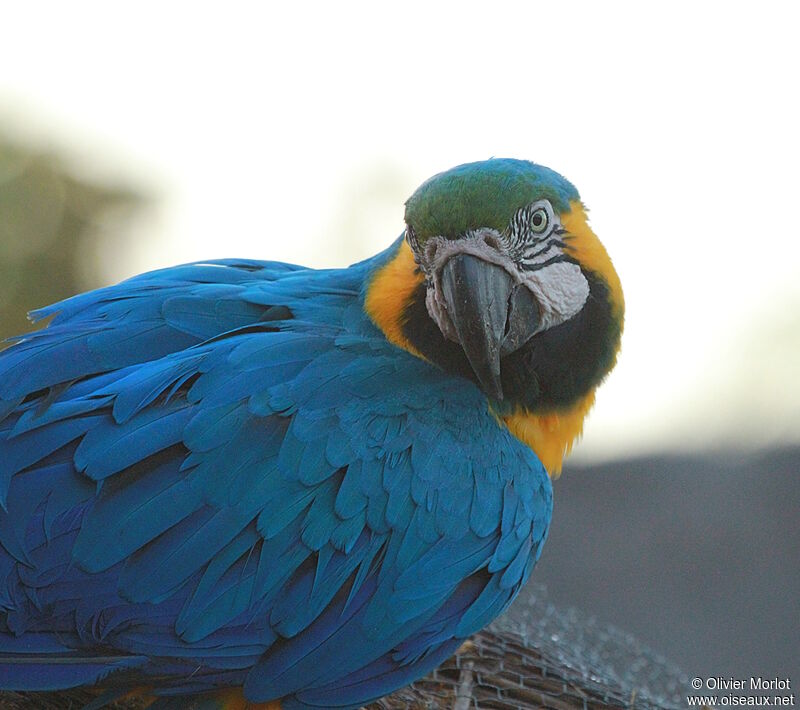 Blue-and-yellow Macaw