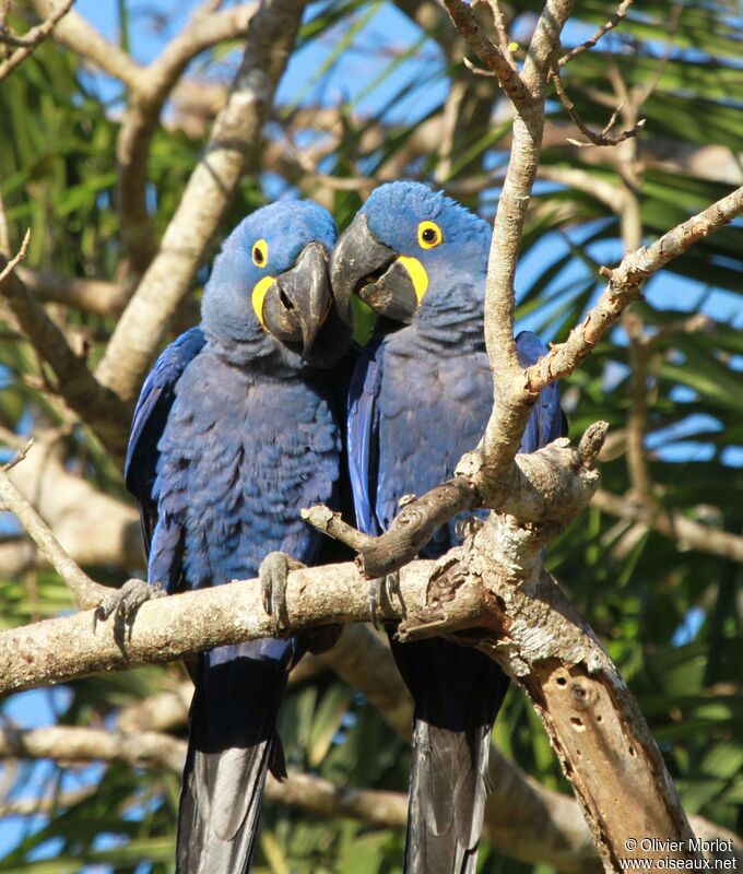 Hyacinth Macaw