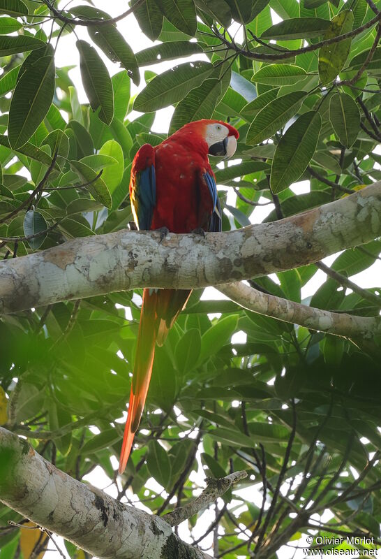 Scarlet Macaw