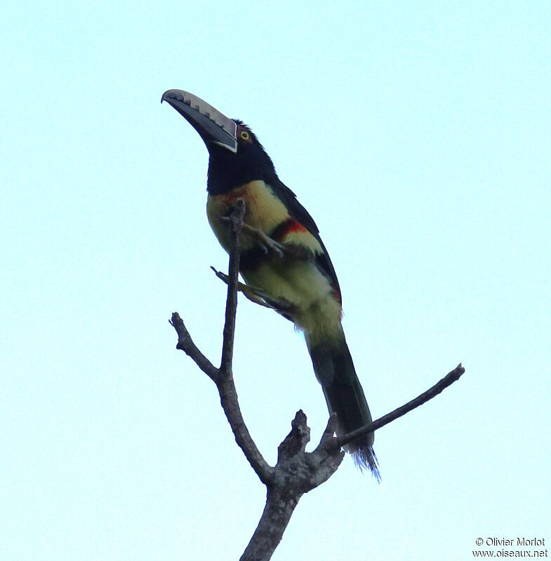 Araçari à collier