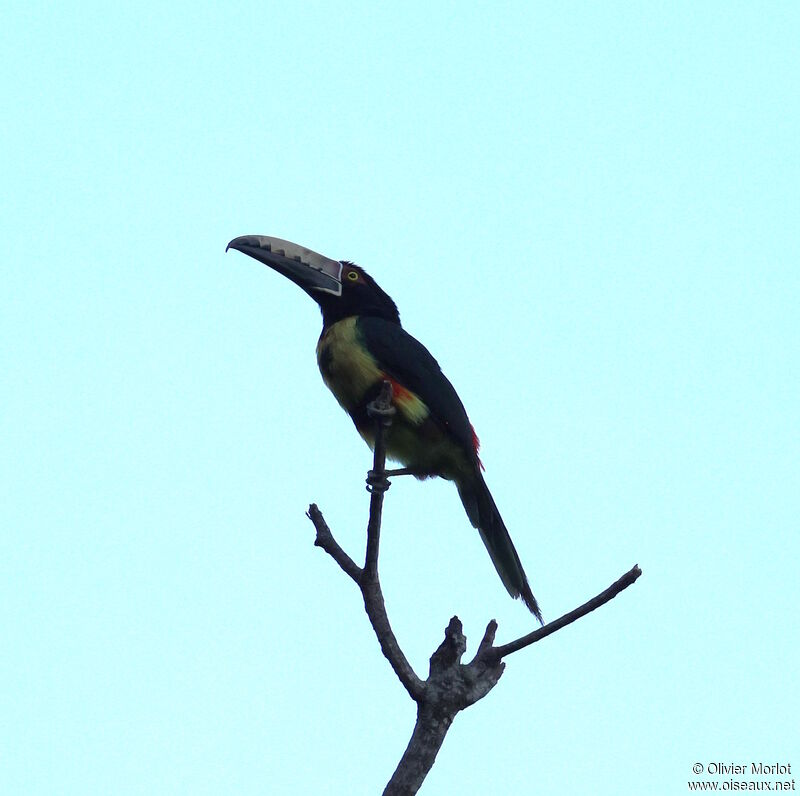 Collared Aracari