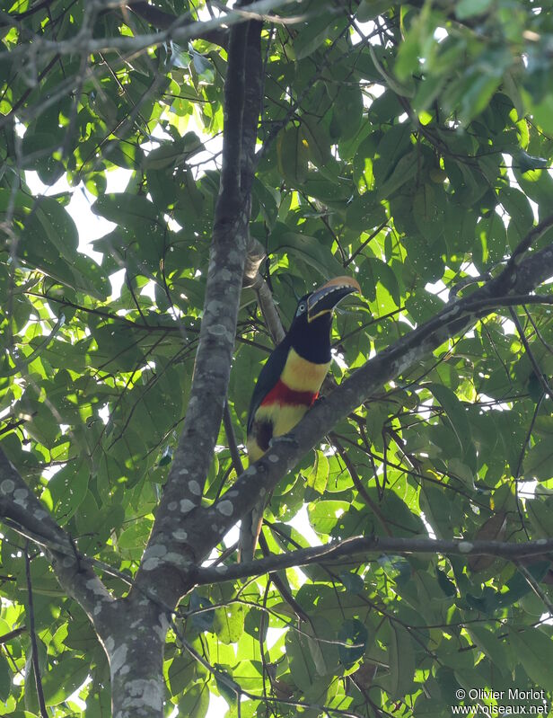 Araçari à oreillons roux