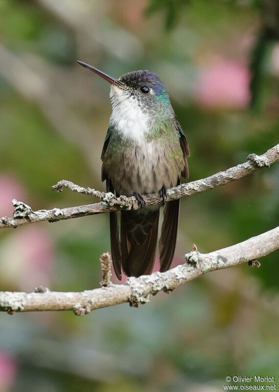 Azure-crowned Hummingbird