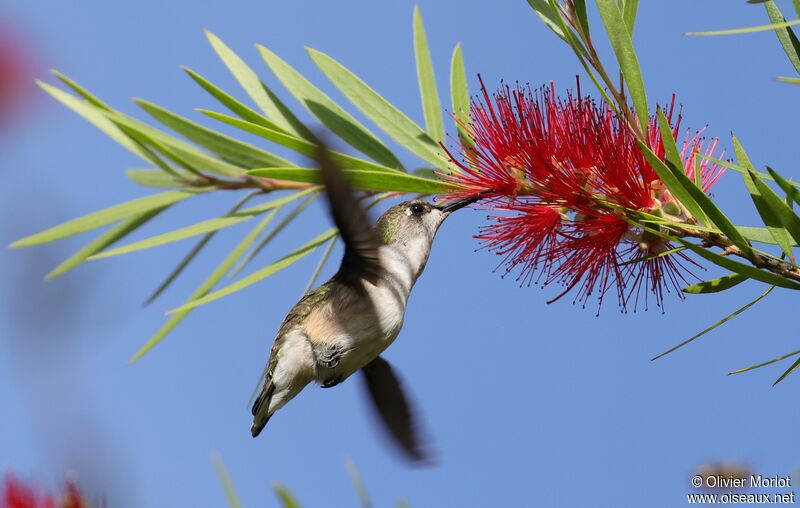 Azure-crowned Hummingbird