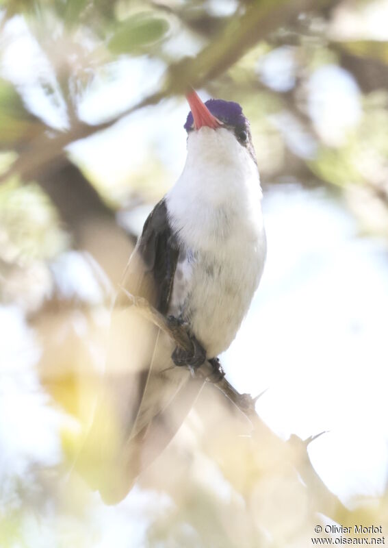 Violet-crowned Hummingbird