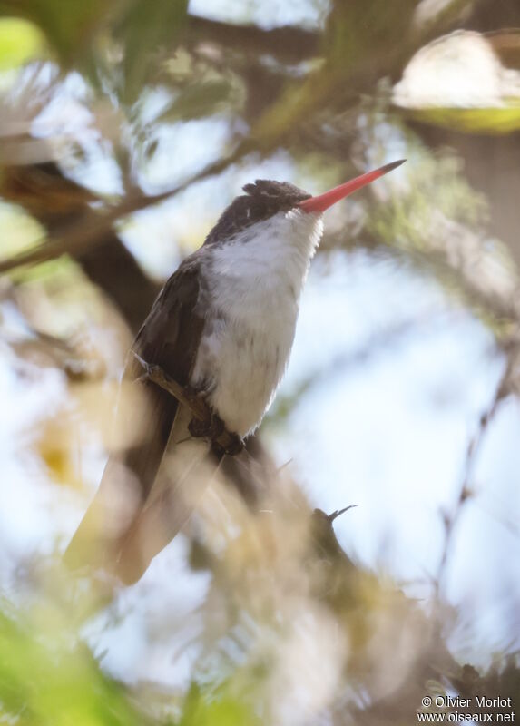 Violet-crowned Hummingbird