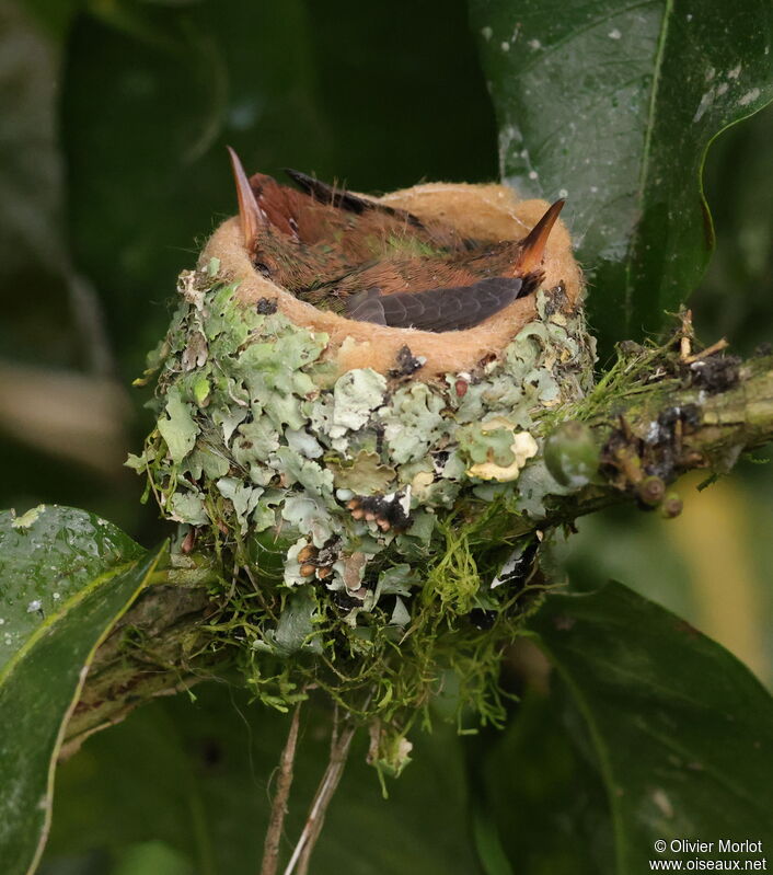 Rufous-tailed Hummingbird