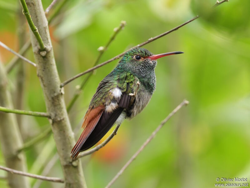 Rufous-tailed Hummingbird