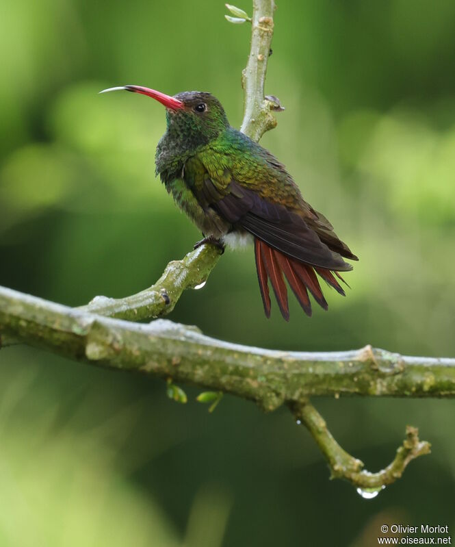 Rufous-tailed Hummingbird