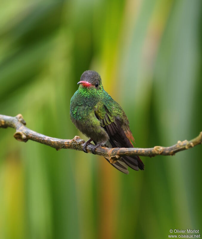 Rufous-tailed Hummingbird