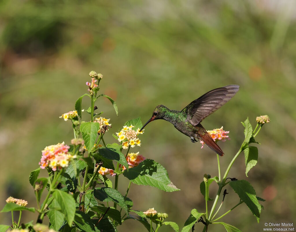 Ariane à ventre gris