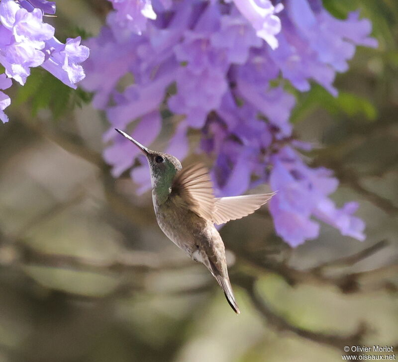 White-bellied Emerald