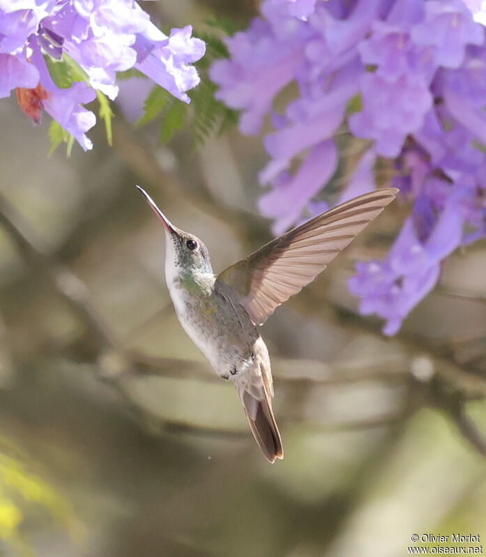 White-bellied Emerald