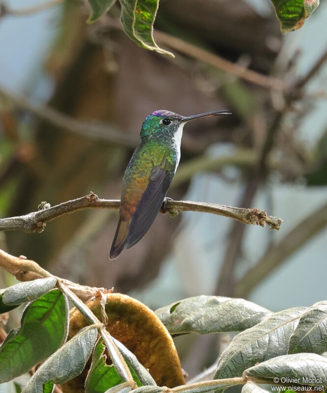 Andean Emerald