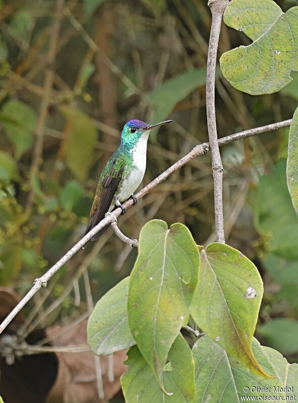 Andean Emerald