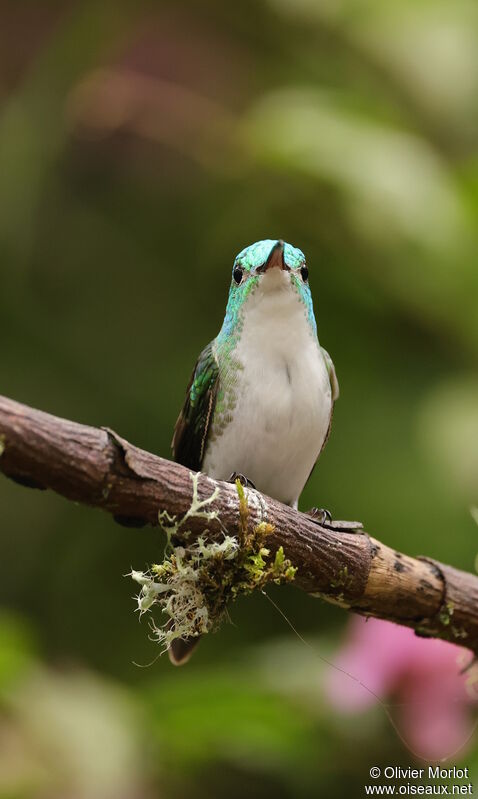 Andean Emerald